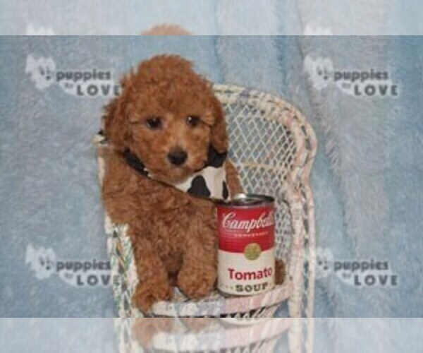 Medium Photo #17 Poodle (Toy) Puppy For Sale in SANGER, TX, USA