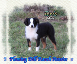 Image preview for Ad Listing. Nickname: Tevis