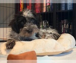 Small #1 Maltese Mix