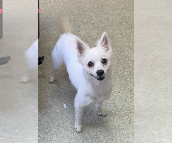 Medium Photo #13 American Eskimo Dog Puppy For Sale in Pikesville, MD, USA