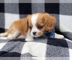 Small Photo #12 Cavalier King Charles Spaniel Puppy For Sale in LAKELAND, FL, USA