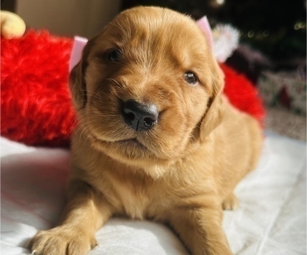 Medium Photo #7 Golden Retriever Puppy For Sale in BAKERSFIELD, CA, USA