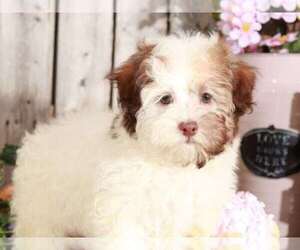Havanese Puppy for sale in MOUNT VERNON, OH, USA