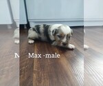 Puppy Max Miniature Australian Shepherd