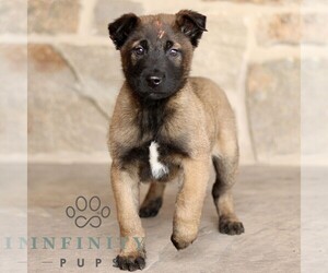 Belgian Malinois Puppy for sale in NEW HOLLAND, PA, USA
