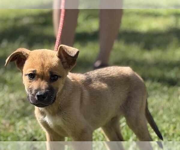 Medium Photo #1 Mutt Puppy For Sale in Yardley, PA, USA