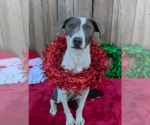Small #3 American Pit Bull Terrier Mix