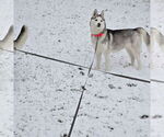 Small Photo #1 Siberian Husky Puppy For Sale in KING GEORGE, VA, USA