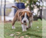 Small #2 Boxer Mix