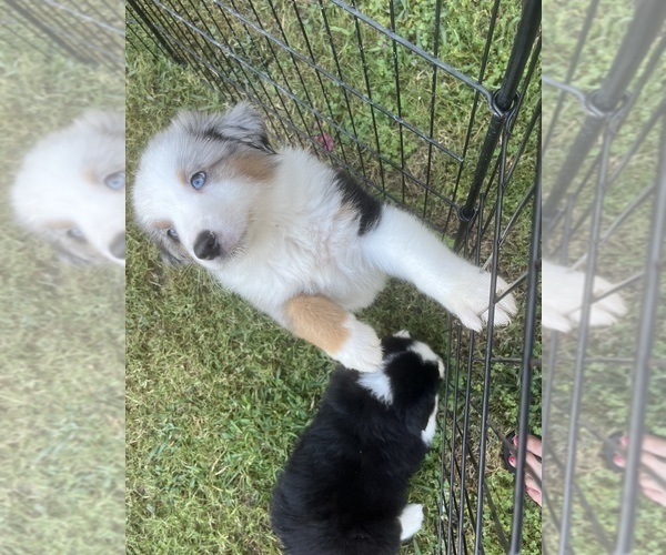 Medium Photo #13 Miniature Australian Shepherd Puppy For Sale in LA CANADA FLINTRIDGE, CA, USA