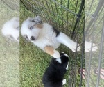 Small Photo #13 Miniature Australian Shepherd Puppy For Sale in LA CANADA FLINTRIDGE, CA, USA
