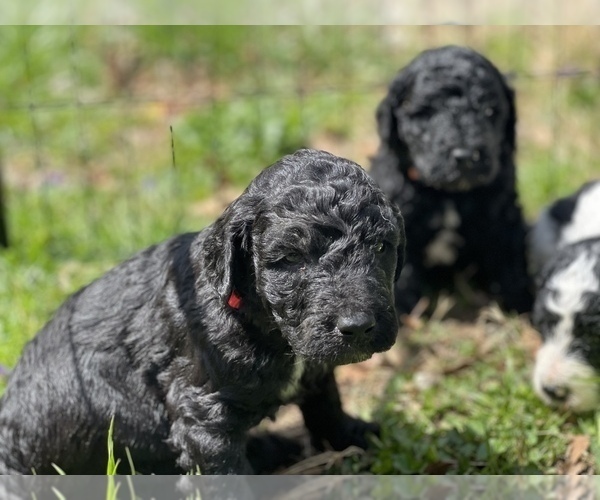 Medium Photo #17 Goldendoodle Puppy For Sale in LOTHIAN, MD, USA