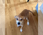 Small #2 Chihuahua Mix