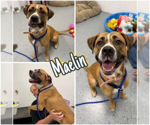 Mutt Dogs for adoption in Pierceton , IN, USA