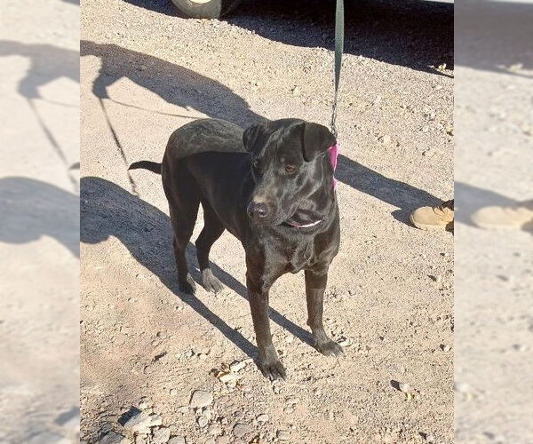 Medium Photo #2 Mutt Puppy For Sale in Golden Valley, AZ, USA