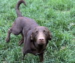 Small #1 Labrador Retriever