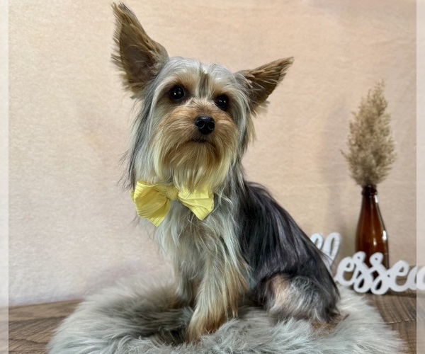 Medium Photo #5 Yorkshire Terrier Puppy For Sale in NAPPANEE, IN, USA