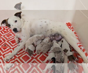 Stacy - Female Mutt Dog for Adoption - Photo #7