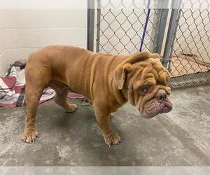 Bulldog Dogs for adoption in Rosenberg, TX, USA