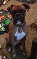 Father of the Boxer puppies born on 07/06/2017