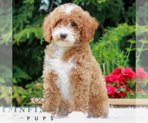 Poodle (Miniature) Puppy for sale in LITITZ, PA, USA