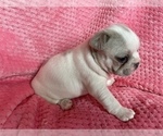 Small Photo #5 French Bulldog Puppy For Sale in PUEBLO, CO, USA