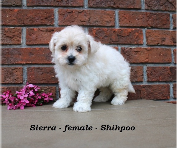 Medium Photo #2 Shih-Poo Puppy For Sale in CLARKRANGE, TN, USA