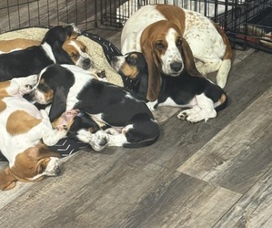 Basset Hound Puppy for sale in AURORA, CO, USA