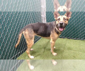 German Shepherd Dog Dogs for adoption in Downey, CA, USA