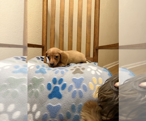 Medium Photo #3 Dachshund Puppy For Sale in RIPLEY, MS, USA