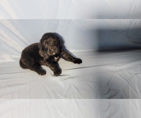 Medium Photo #10 Golden Mountain Dog Puppy For Sale in BLACK FOREST, CO, USA