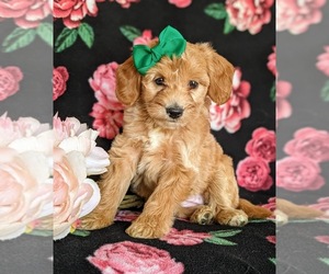 Double Doodle Puppy for sale in NOTTINGHAM, PA, USA