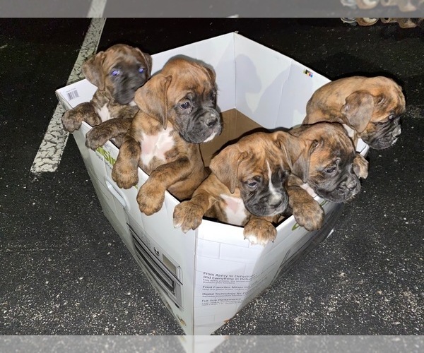 Medium Photo #2 Boxer Puppy For Sale in KANSAS CITY, MO, USA