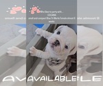 Small Photo #8 Bulldog Puppy For Sale in HERCULES, CA, USA