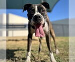 Small #2 Boxer