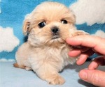 Small #6 Shih Tzu