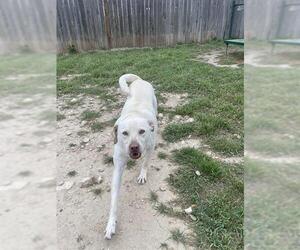 Labrador Retriever-Unknown Mix Dogs for adoption in San Antonio, TX, USA