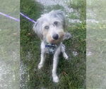 Small #2 Poodle (Standard)-Siberian Husky Mix