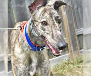 Greyhound Dogs for adoption in Grandville, MI, USA