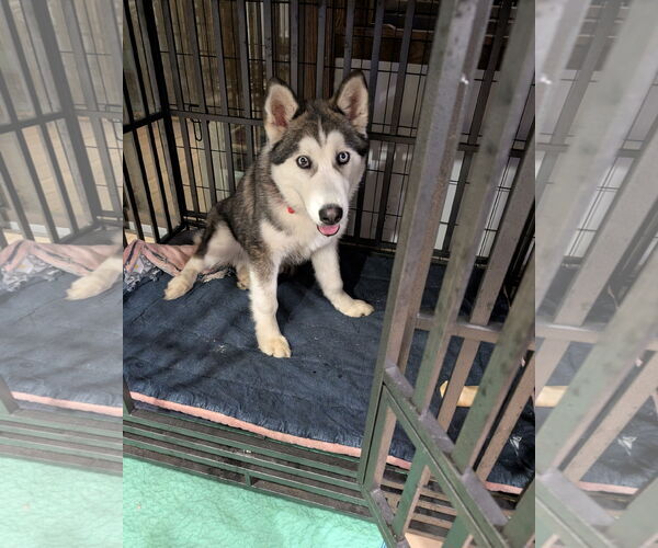 Medium Photo #2 Siberian Husky-Unknown Mix Puppy For Sale in Aurora, CO, USA