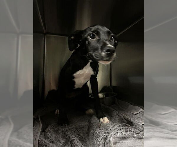 Medium Photo #1 Labrador Retriever-Unknown Mix Puppy For Sale in Waco, TX, USA