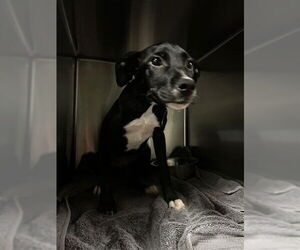 Labrador Retriever-Unknown Mix Dogs for adoption in Waco, TX, USA