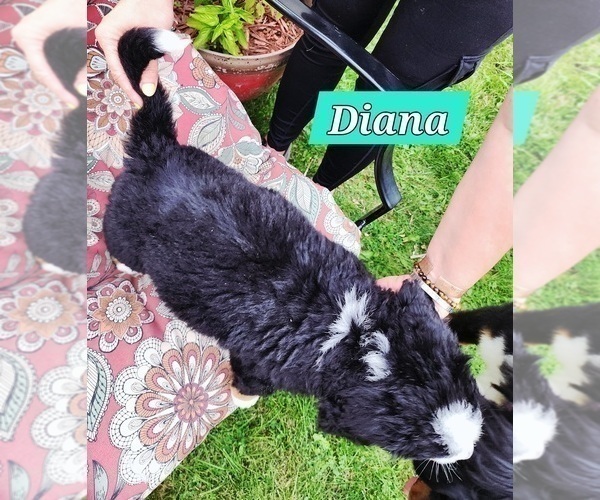 Medium Photo #31 Bernese Mountain Dog Puppy For Sale in SUPERIOR, WI, USA
