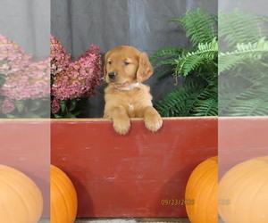 Golden Retriever Puppy for Sale in THORP, Wisconsin USA