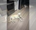 Small #2 Greyhound Mix