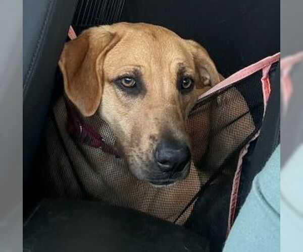 Medium Photo #3 Mutt Puppy For Sale in Mt. Laurel, NJ, USA