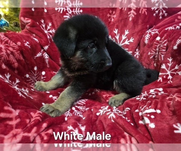Medium Photo #22 German Shepherd Dog Puppy For Sale in APACHE JUNCTION, AZ, USA