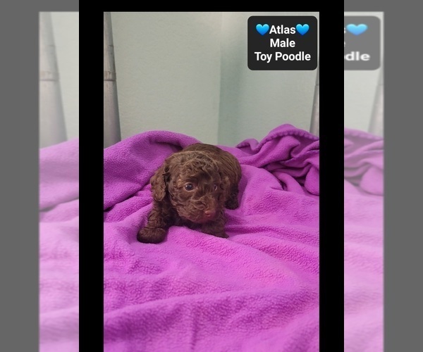 Medium Photo #2 Poodle (Toy) Puppy For Sale in TUCSON, AZ, USA
