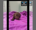 Atlas - Male Poodle (Toy) Puppy for Sale - Photo #2