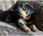 Puppy PinkGirl Rottweiler